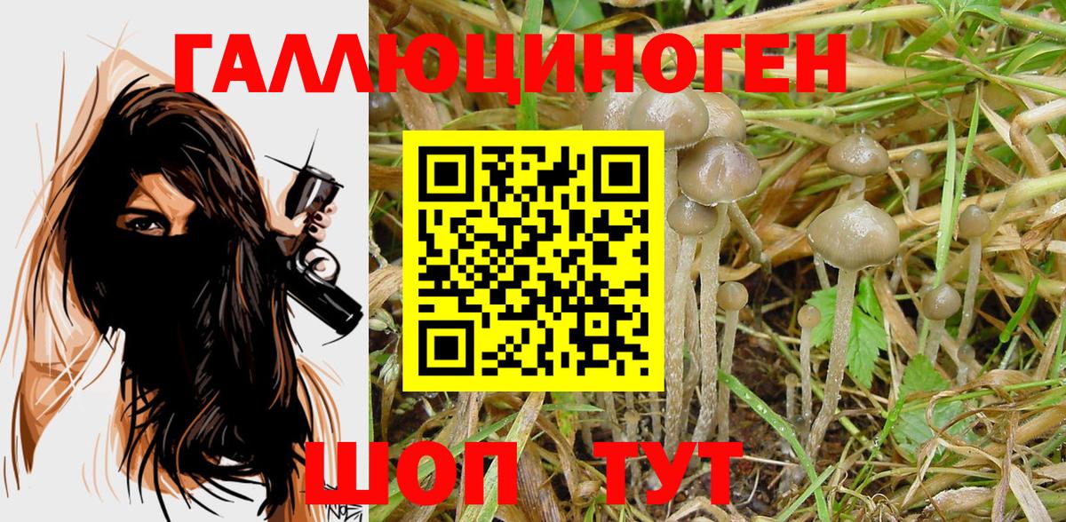 Псилоцибиновые грибы GOLDEN TEACHER Гудермес